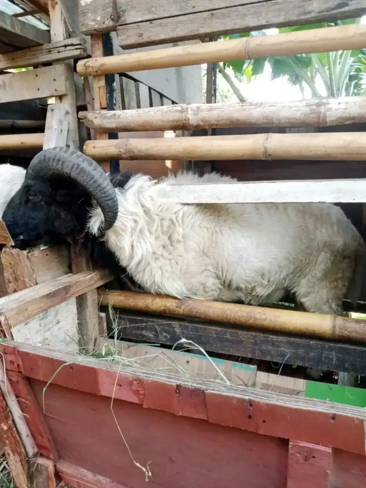 Domba Ras Adu 12bln
Sehat