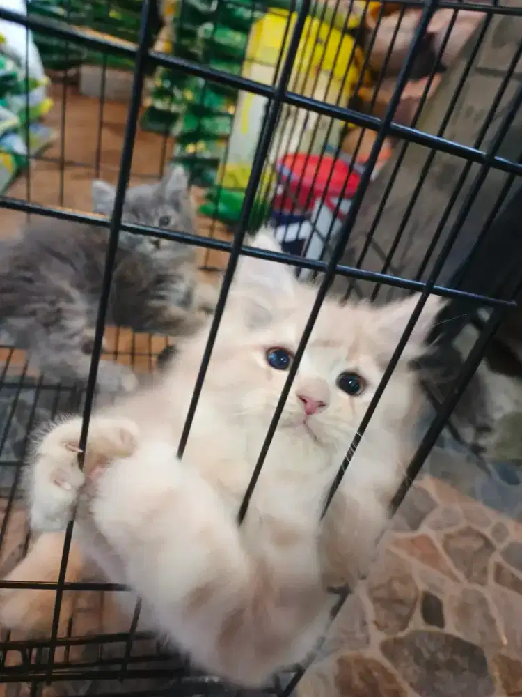 Kucing persia oren jantan 2bulan
