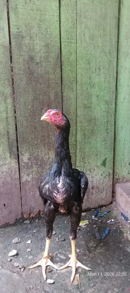 Original clasik trah import