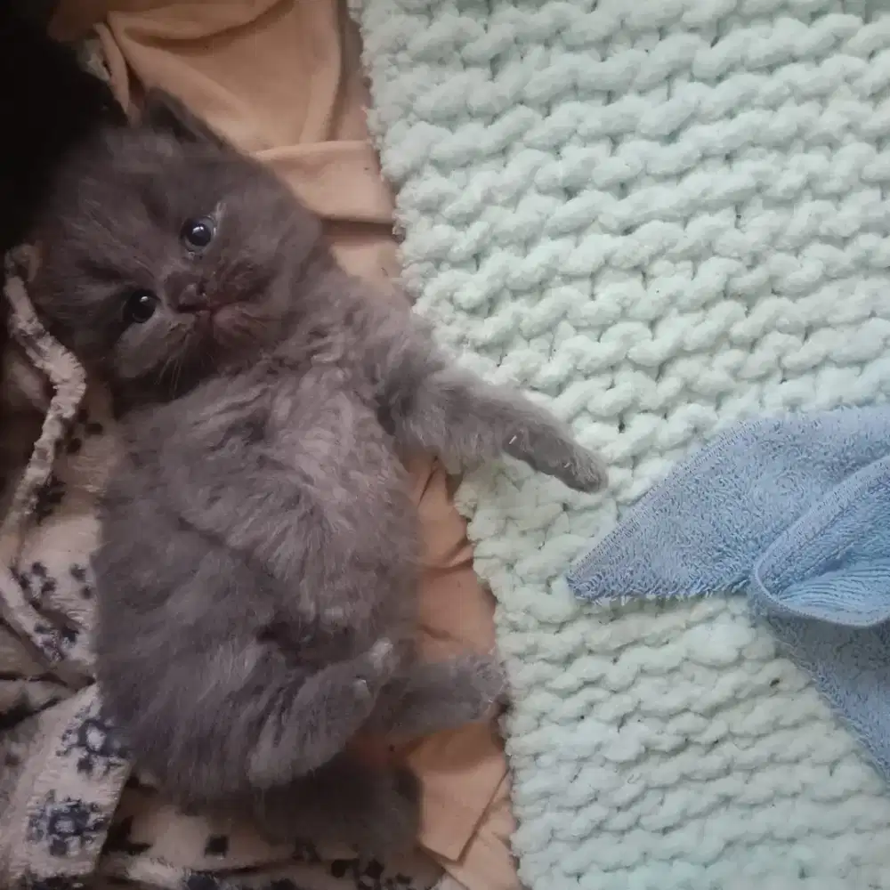 Open booking kitten maine coon x persian Bandung