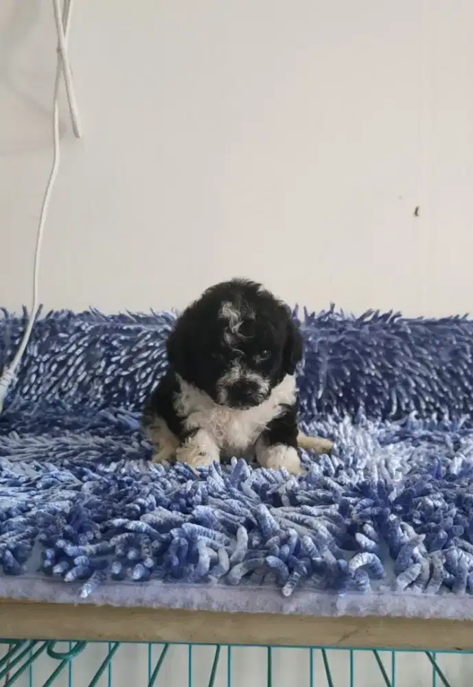 Sale anakan toy poodle party (nego)