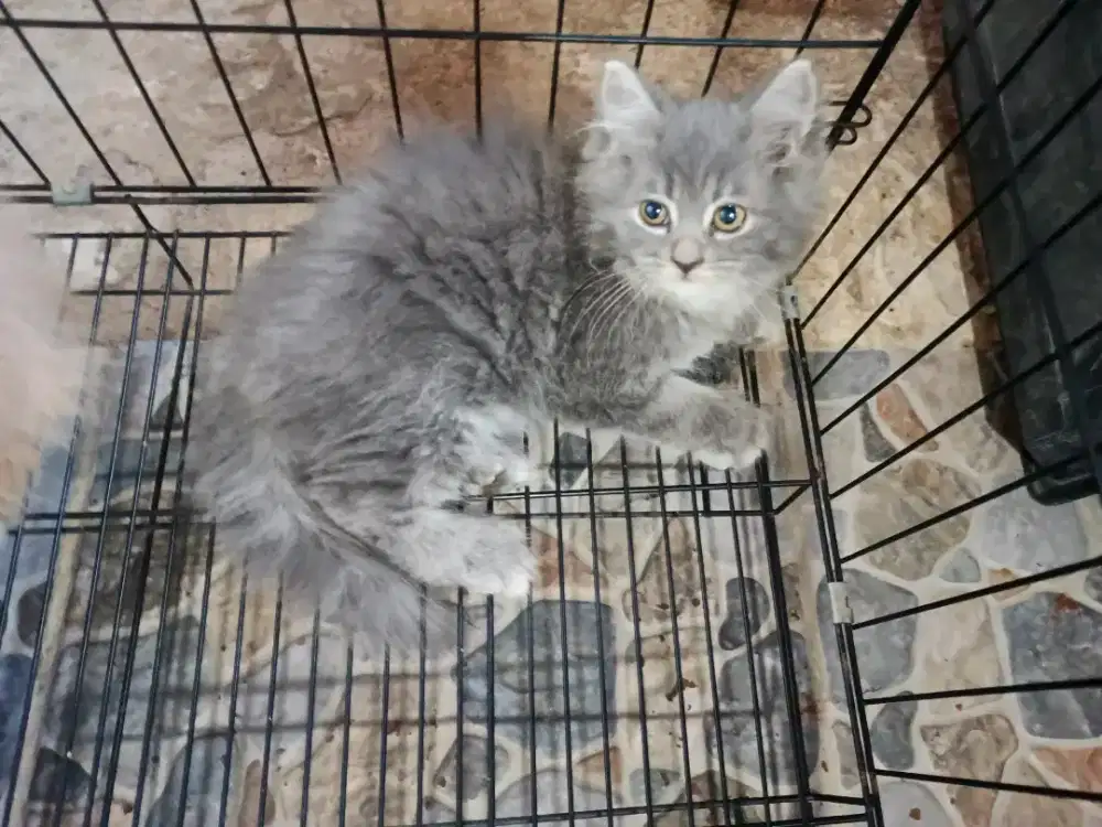 Kucing persia abu jantan 2bulan