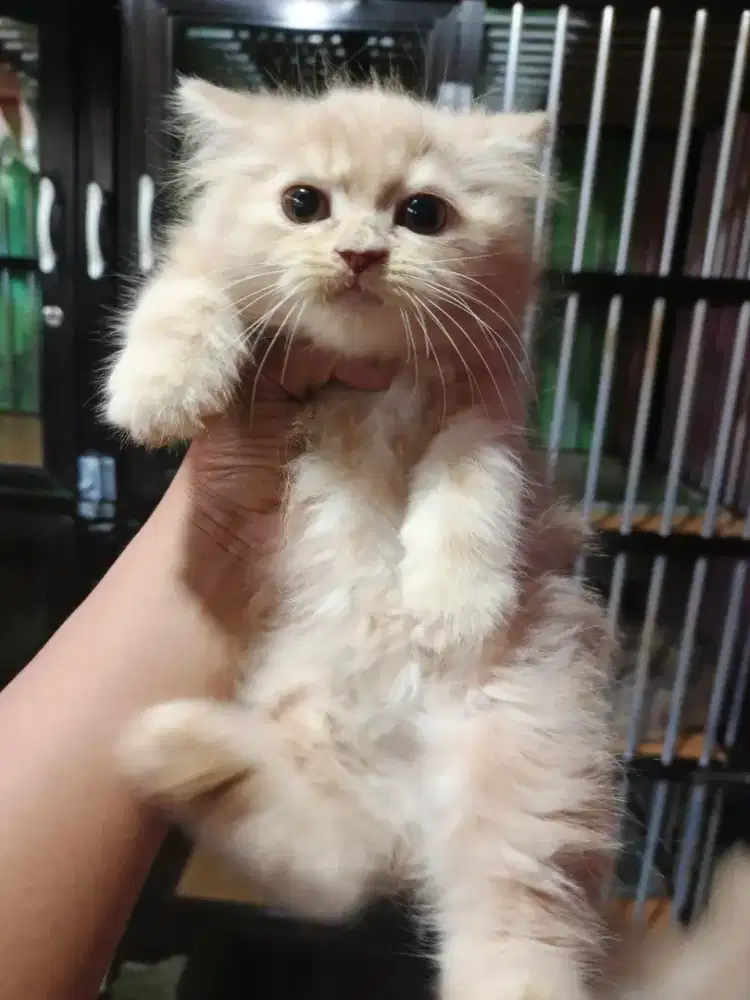 Kucing persia oren betina 2 bulan