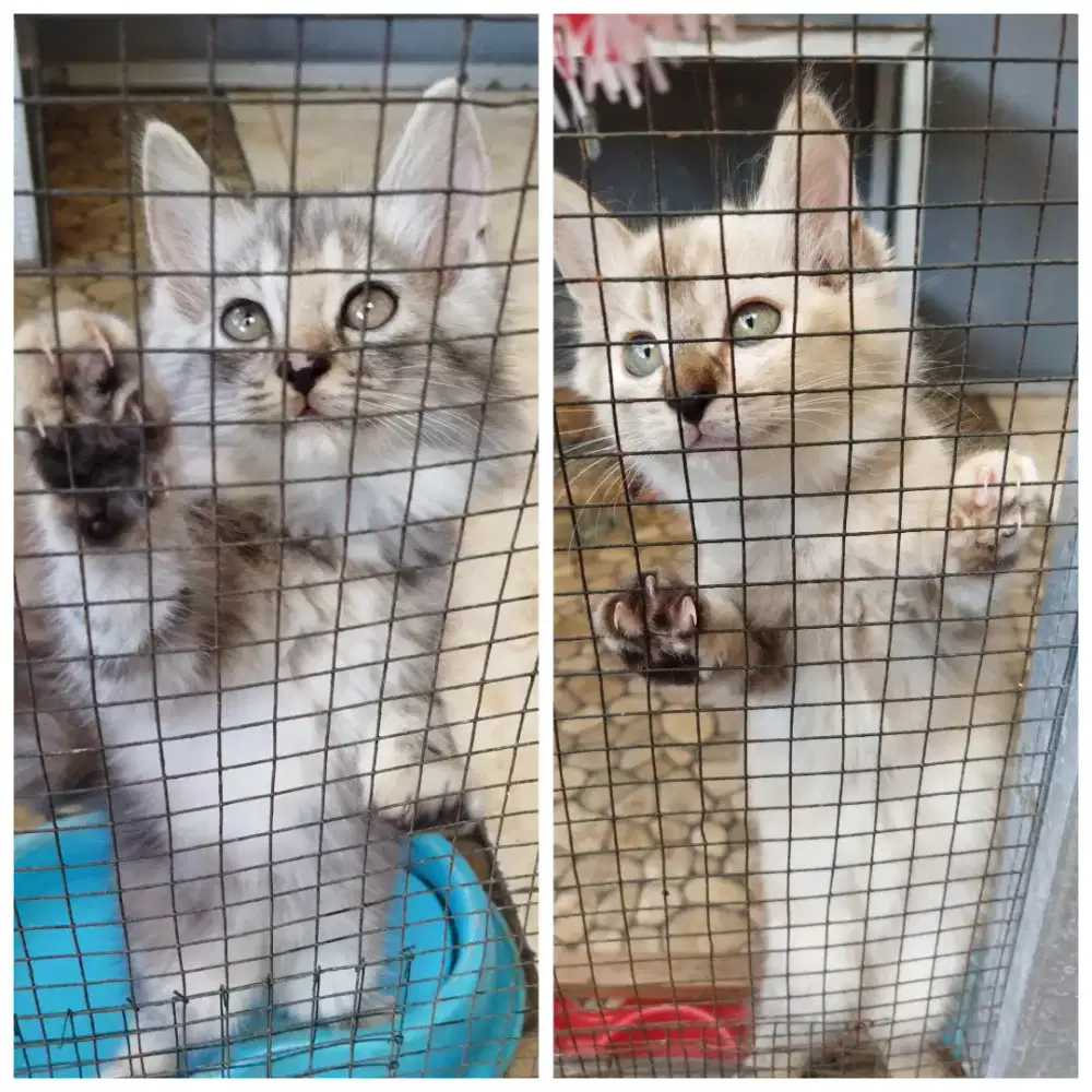 Kitten Kucing Persia [Baca Diskripsi]