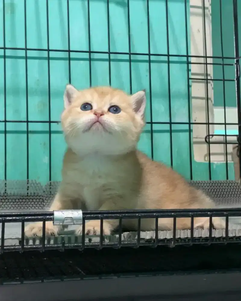 BSH BRITISH SHORTHAIR GOLDEN