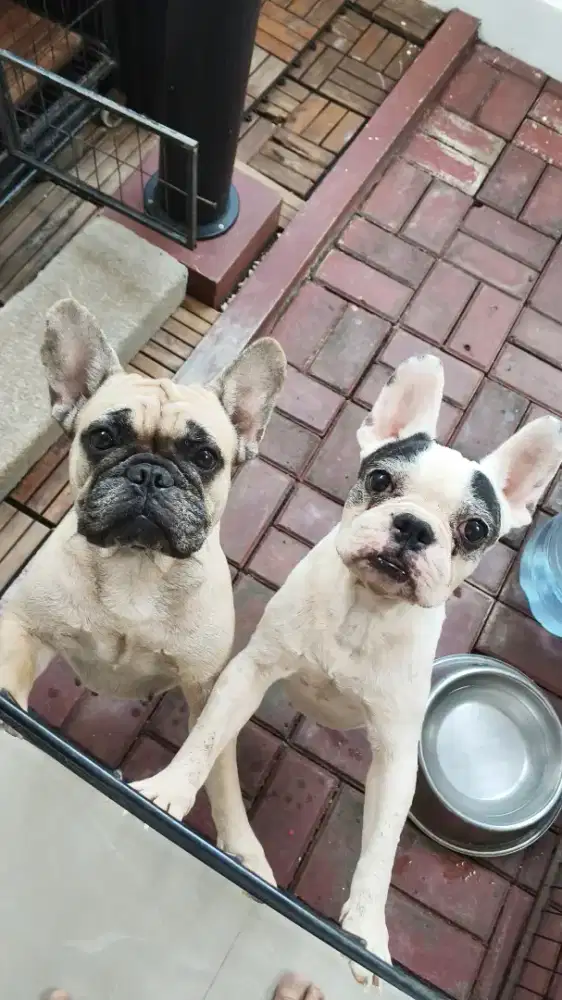 French Bulldog (Stamboom)