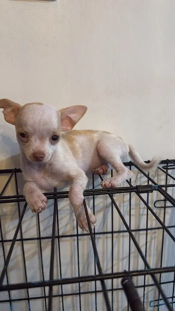 Chihuahua jantan