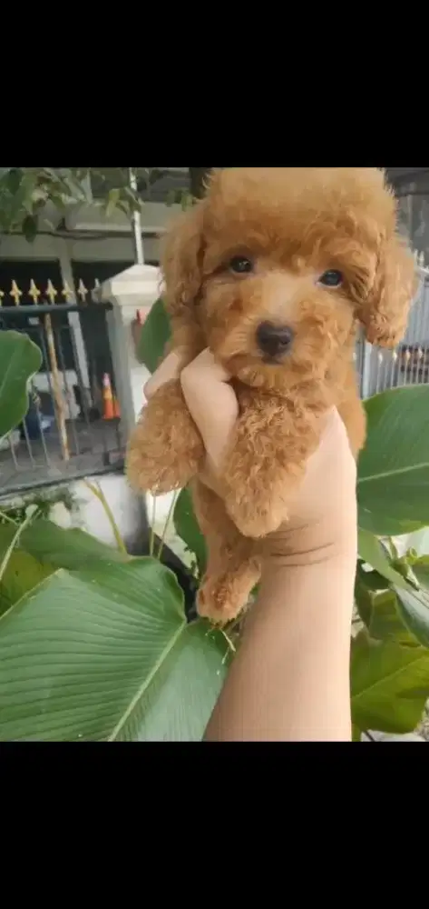 Poodle betina stb vaksin