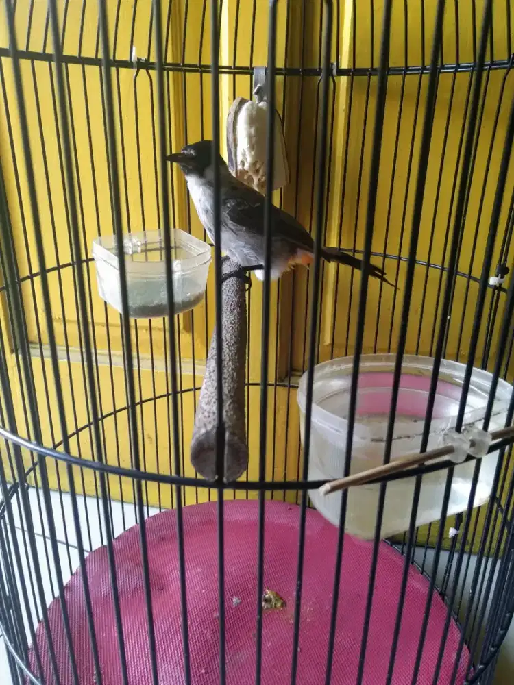 Anakan kutilang mandiri