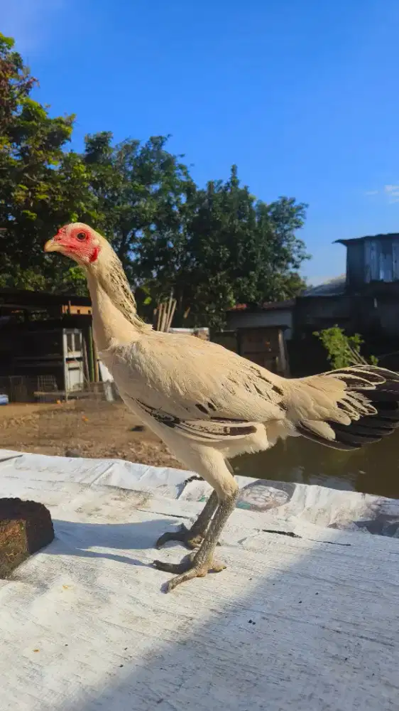 Ayam Betina Dedara Darah Juara Siap Produksi