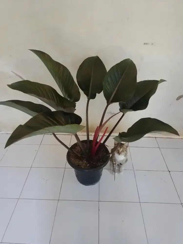 pohon philo king red besar