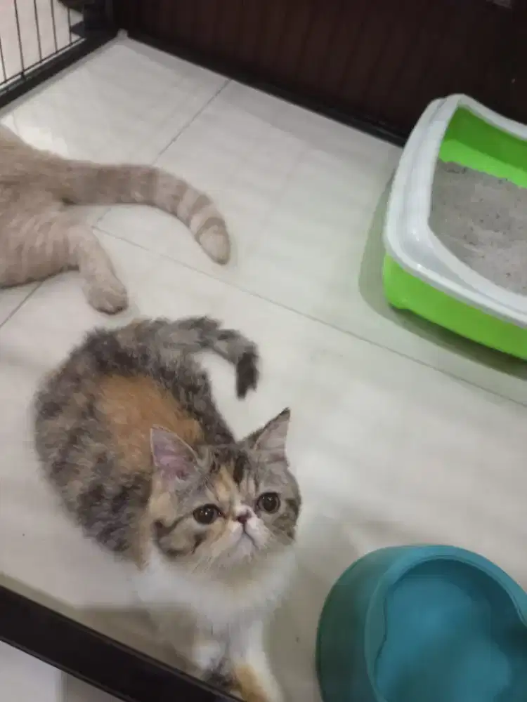 Exo betina shorthair