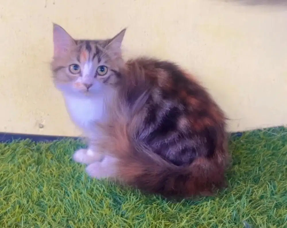 Kucing ras persia kitten betina 3 bln