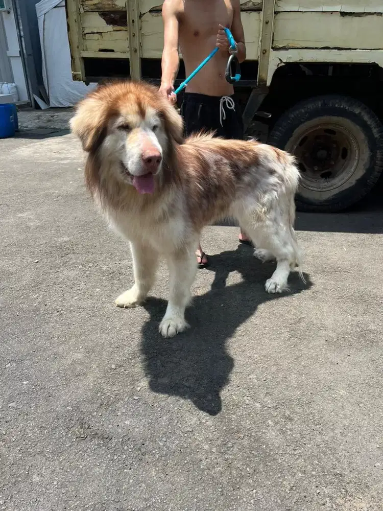 Semihibah malamute line china