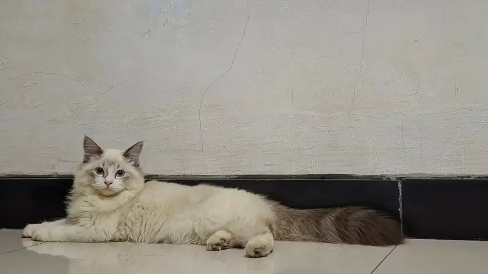 Kucing Ragdoll Jantan