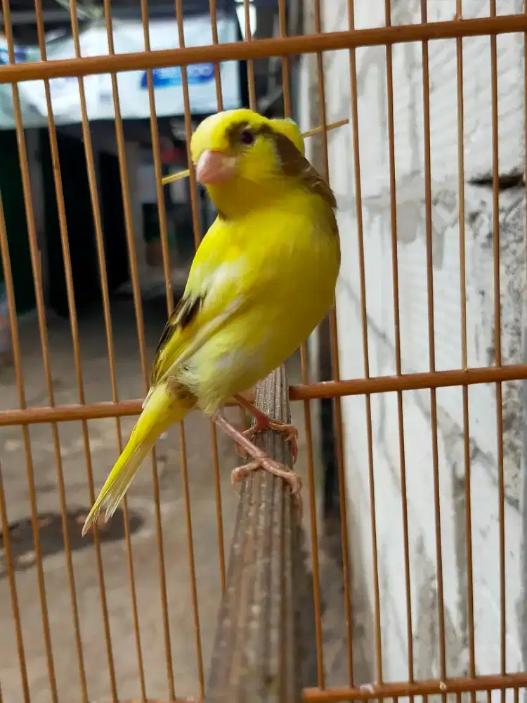 Burung kenari bon kuning anak jantan