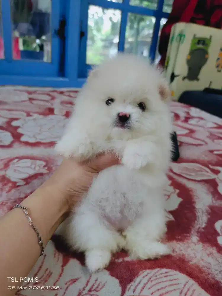 Superminipom, Minipom, Pomeranian