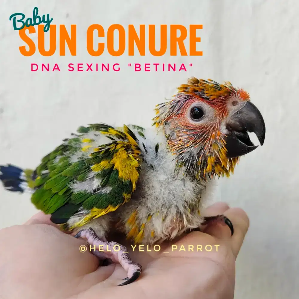 Baby Sun Conure - Betina