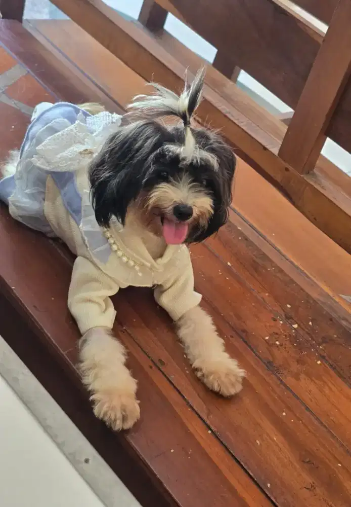 Anjing Maltipo Betina