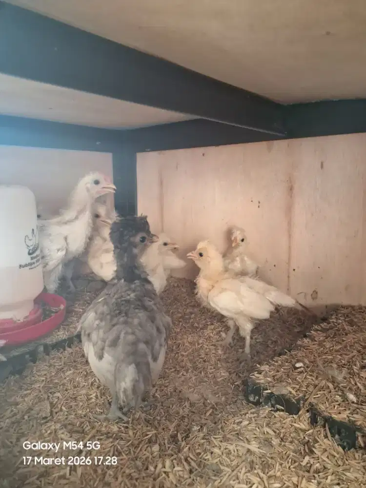 Ayam Poland usia 3 - 4 minggu