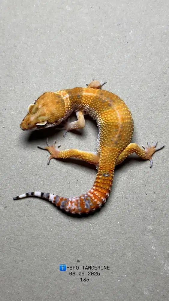 GECKO HYPO TANGERINE JANTAN
