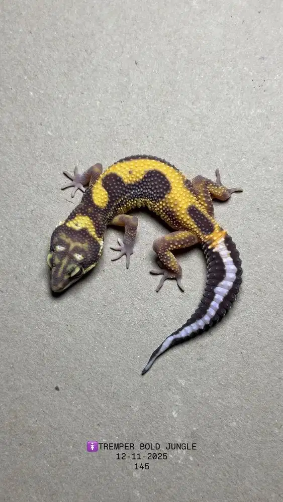 GECKO BOLD JUNGLE TREMPER BETINA