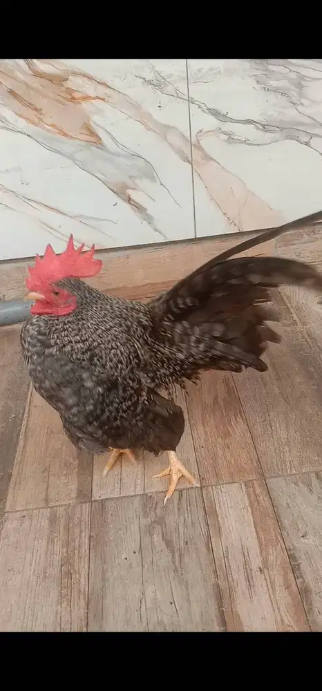Ayam hias serama jali