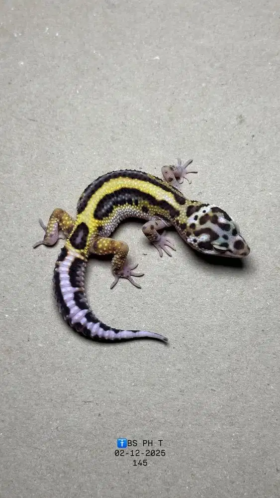 GECKO BOLD STRIPE JANTAN