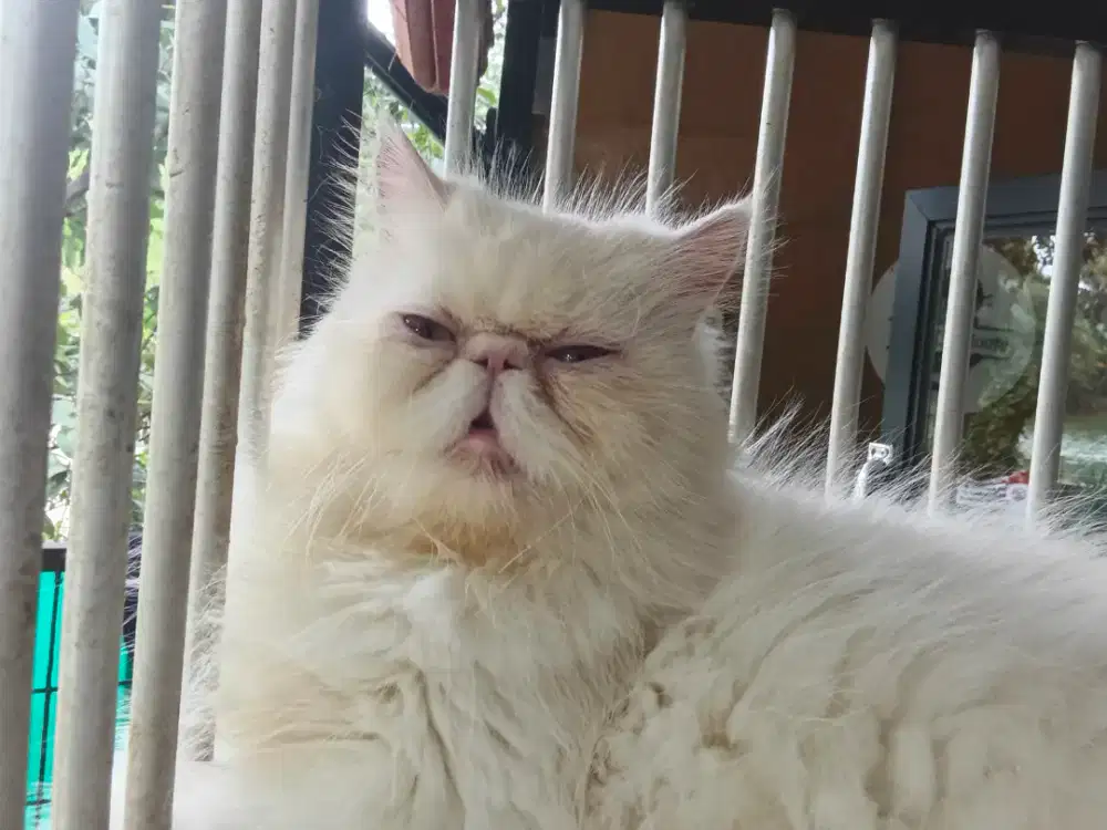 Peaknose extream betina white solid