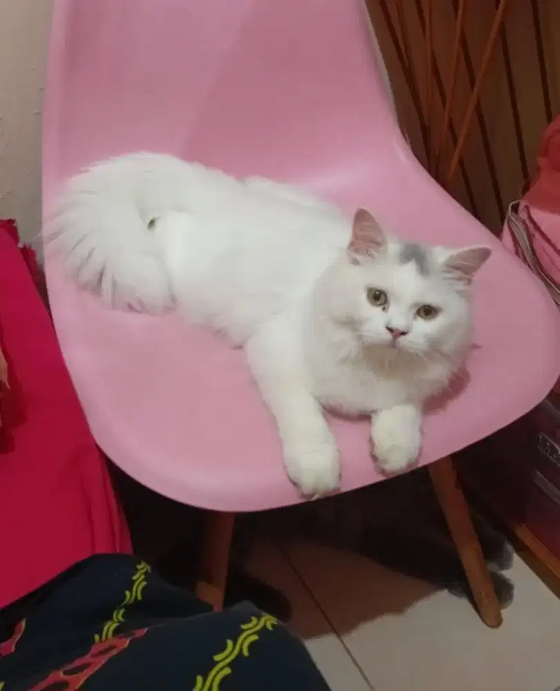 Kucing persia white betina birahi