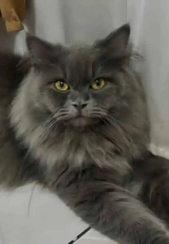 Kucing persia jantan blue