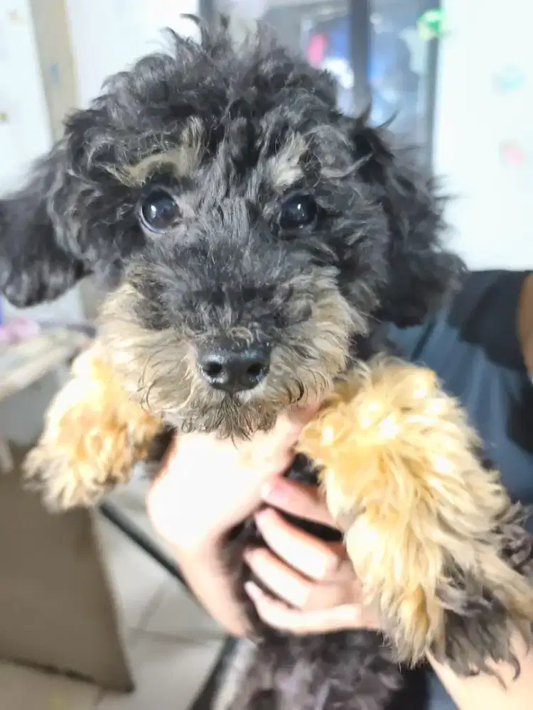 Poodle betina dan jantan