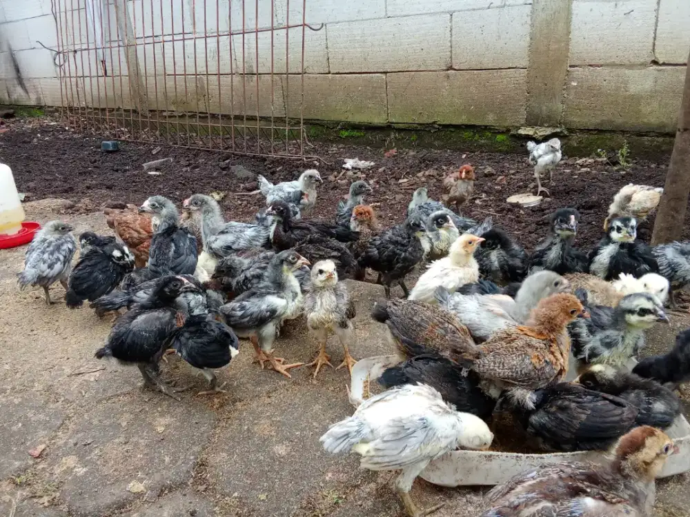 Anak ayam kampung KUB