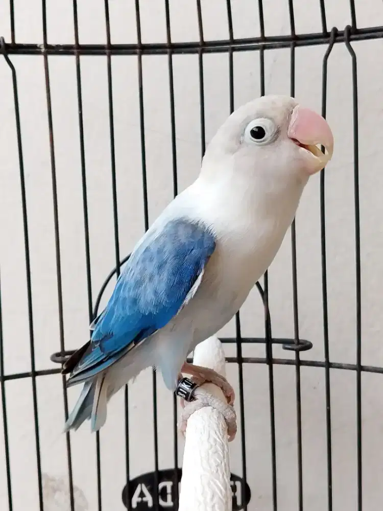 Burung lovebird jantan biola dark vio