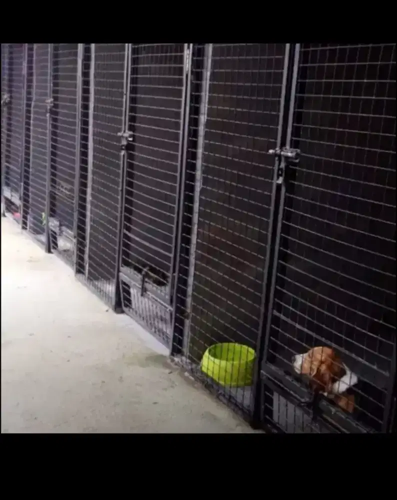 PENITIPAN ANJING,KUCING,KELINCI,SGR GLIDER  /Antar-Jemput