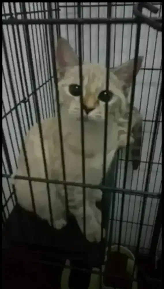 PENITIPAN ANJING,KUCING,KELINCI,SGR GLIDER  /Antar-Jemput