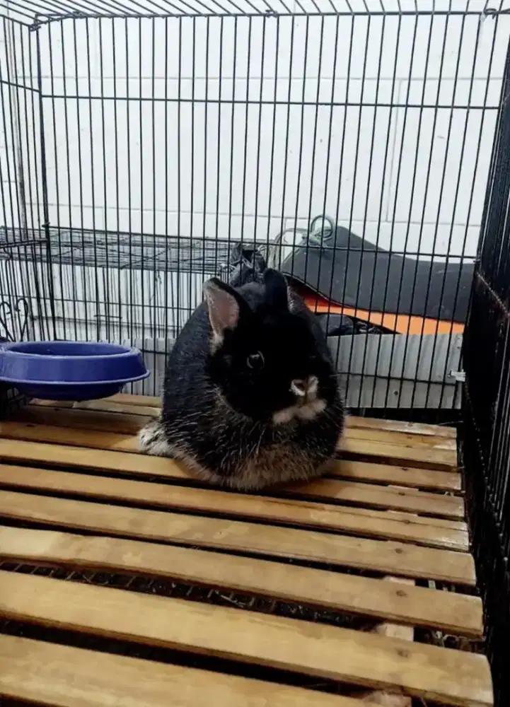 Kelinci mini netherland dwarf