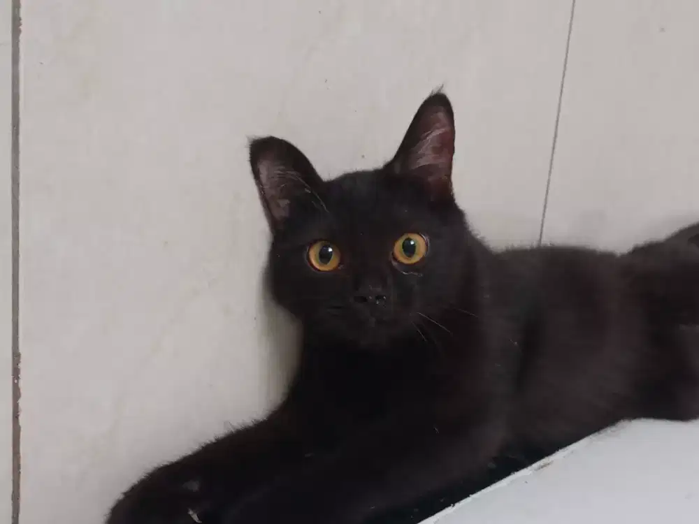 Kucing Persia Jantan betina umur 4bln, sehat lucu penurut lincah