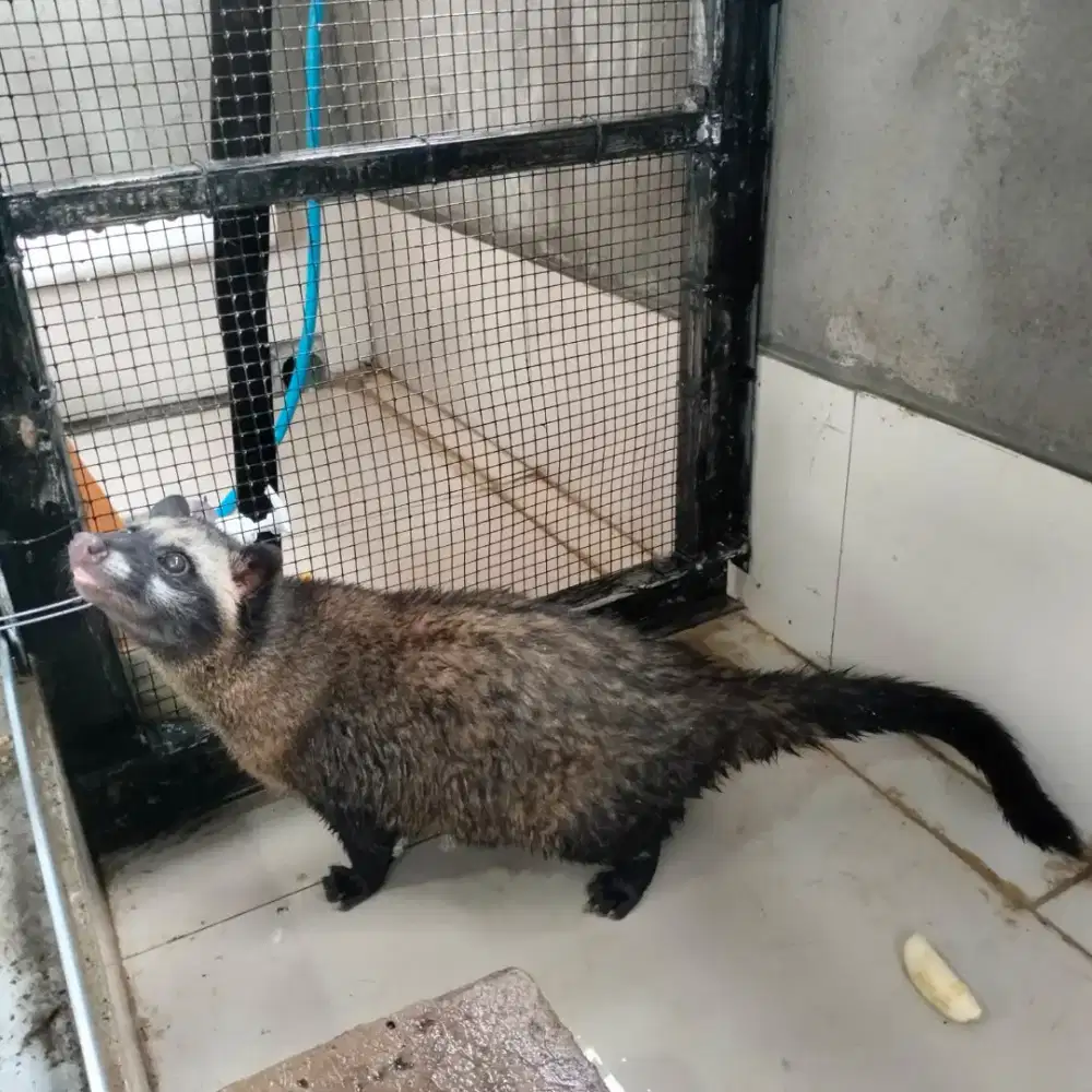 Musang Bulan Dan Pandan