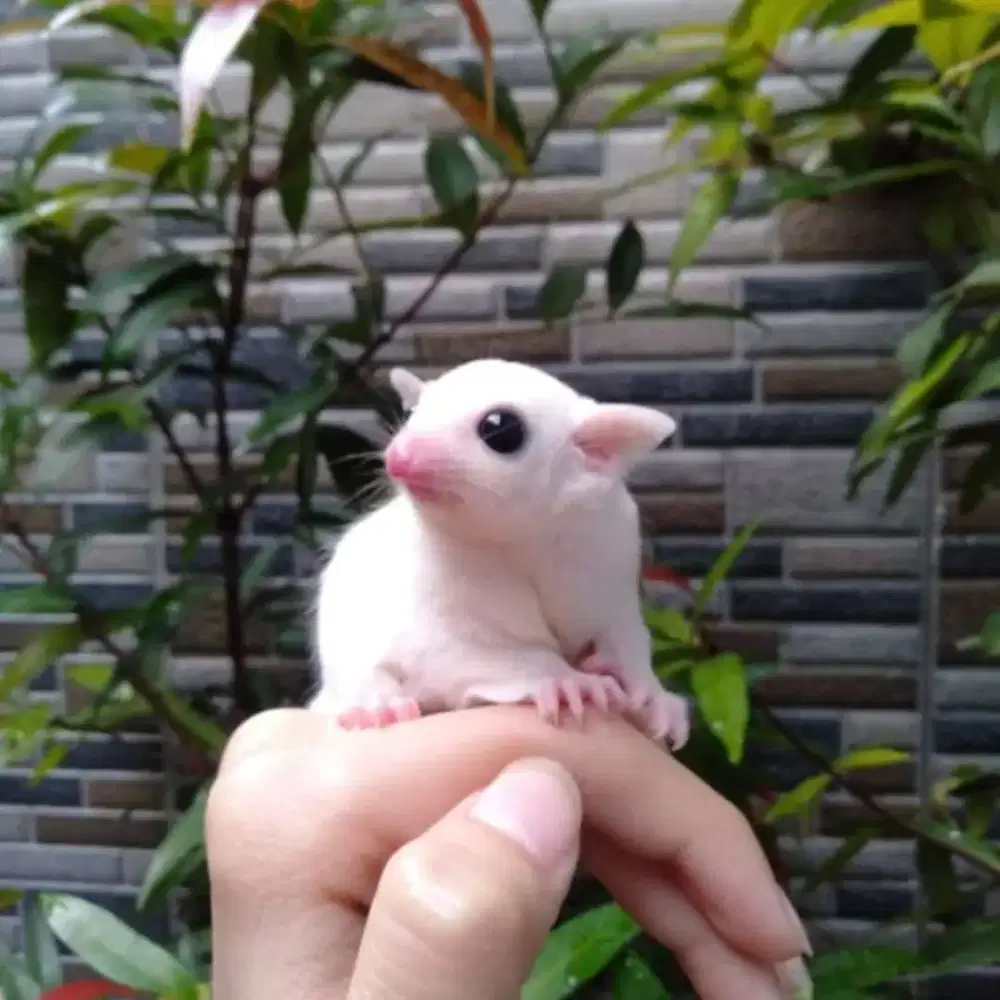 Sugar Glider Cremino