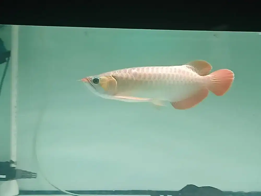 Ikan arwana super red 40cm