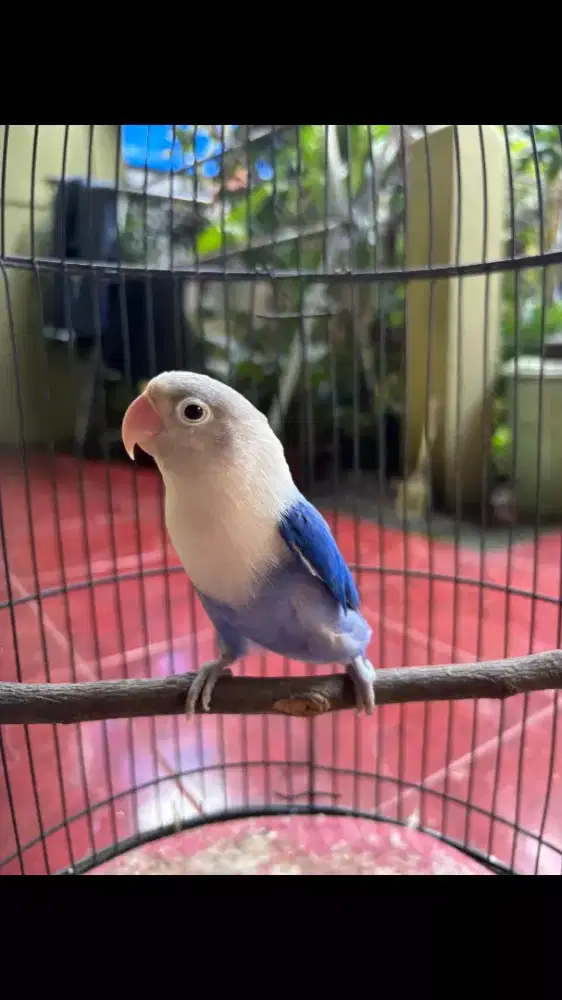 Love Bird Latah Rajin Bunyi