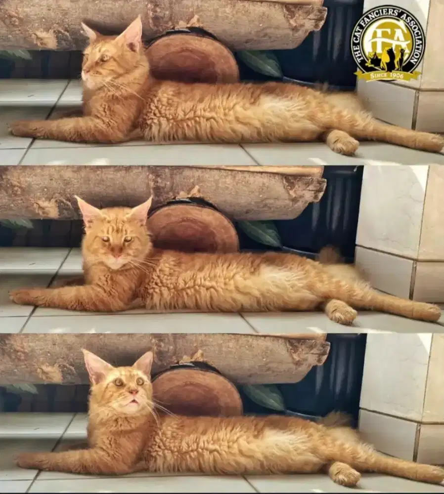 Mainecoon bersertifikat CFA - Pedigree jantan