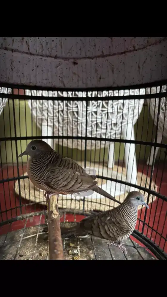 Perkutut Lokal Sepasang