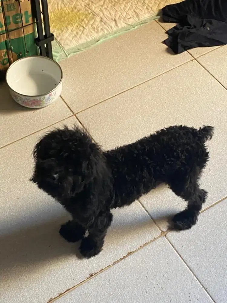 Toy poodle betina