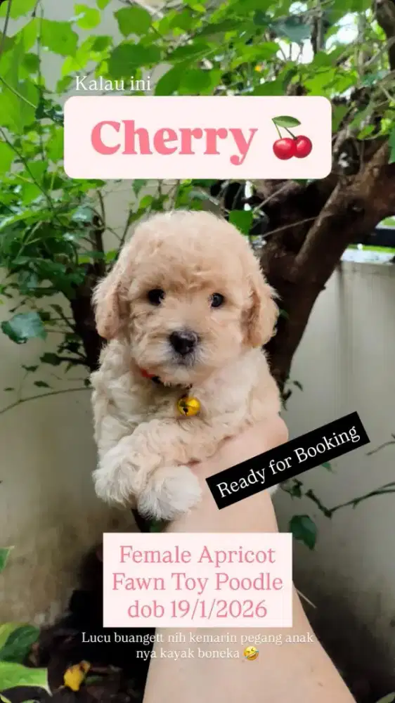 Female Apricot/Fawn Toy Poodle