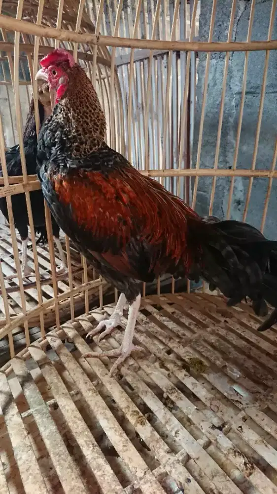 Ayam Bekisar 8 Bulan Minus