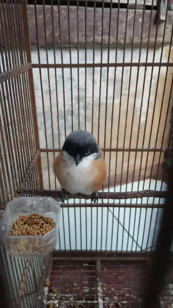 Pentet sembur jinak total full set