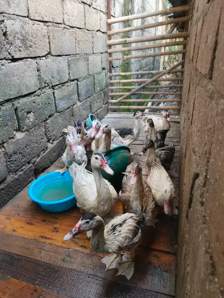 Entok 10 ekor root aja