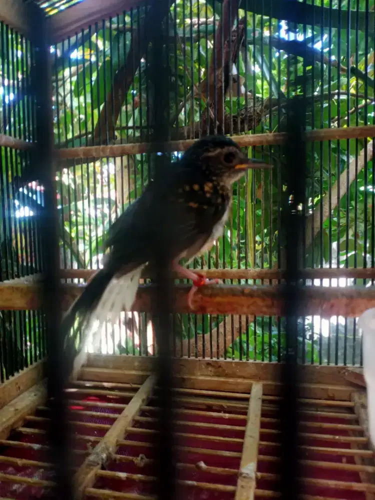 Muray paud 1bln rajin riwik minus